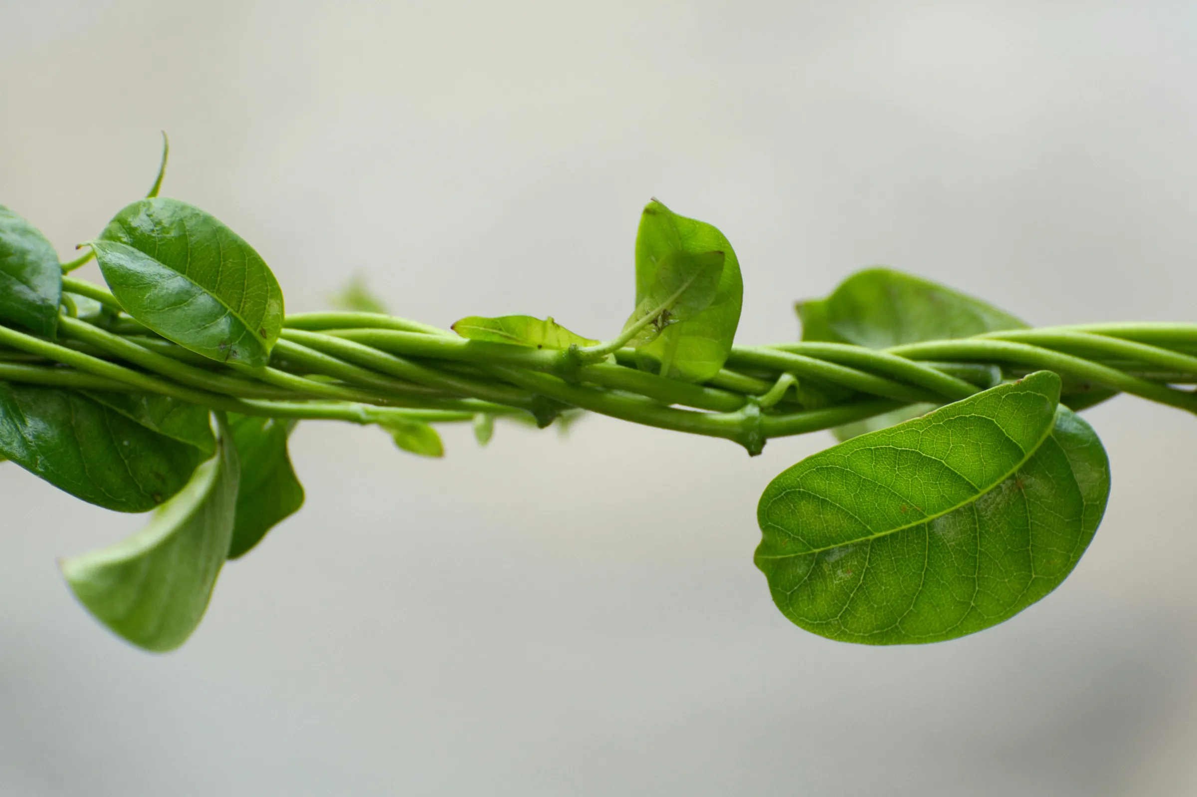 Intertwined green vines and leaves weaving closely together