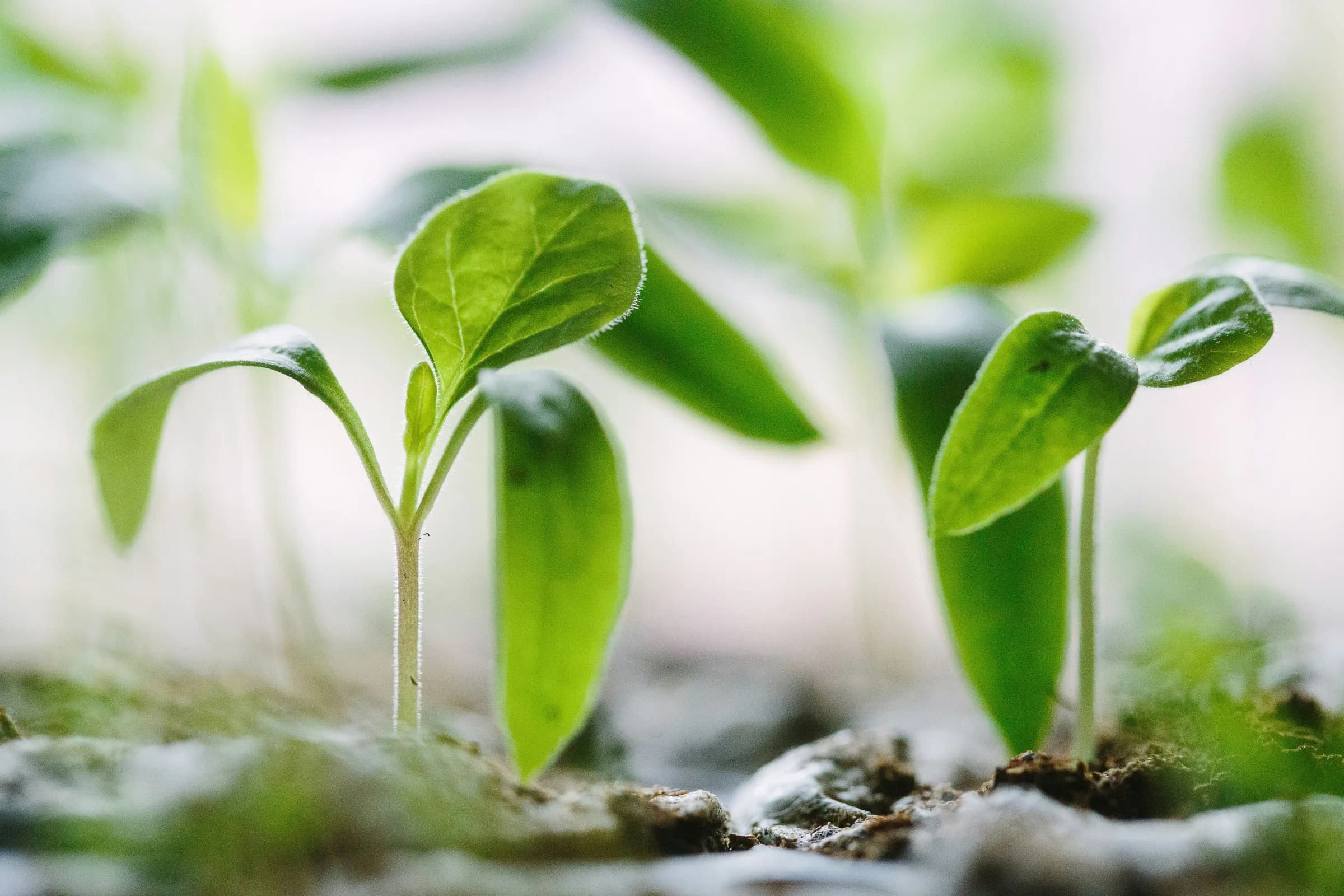 A young plant taking root in sand, reaching toward the light